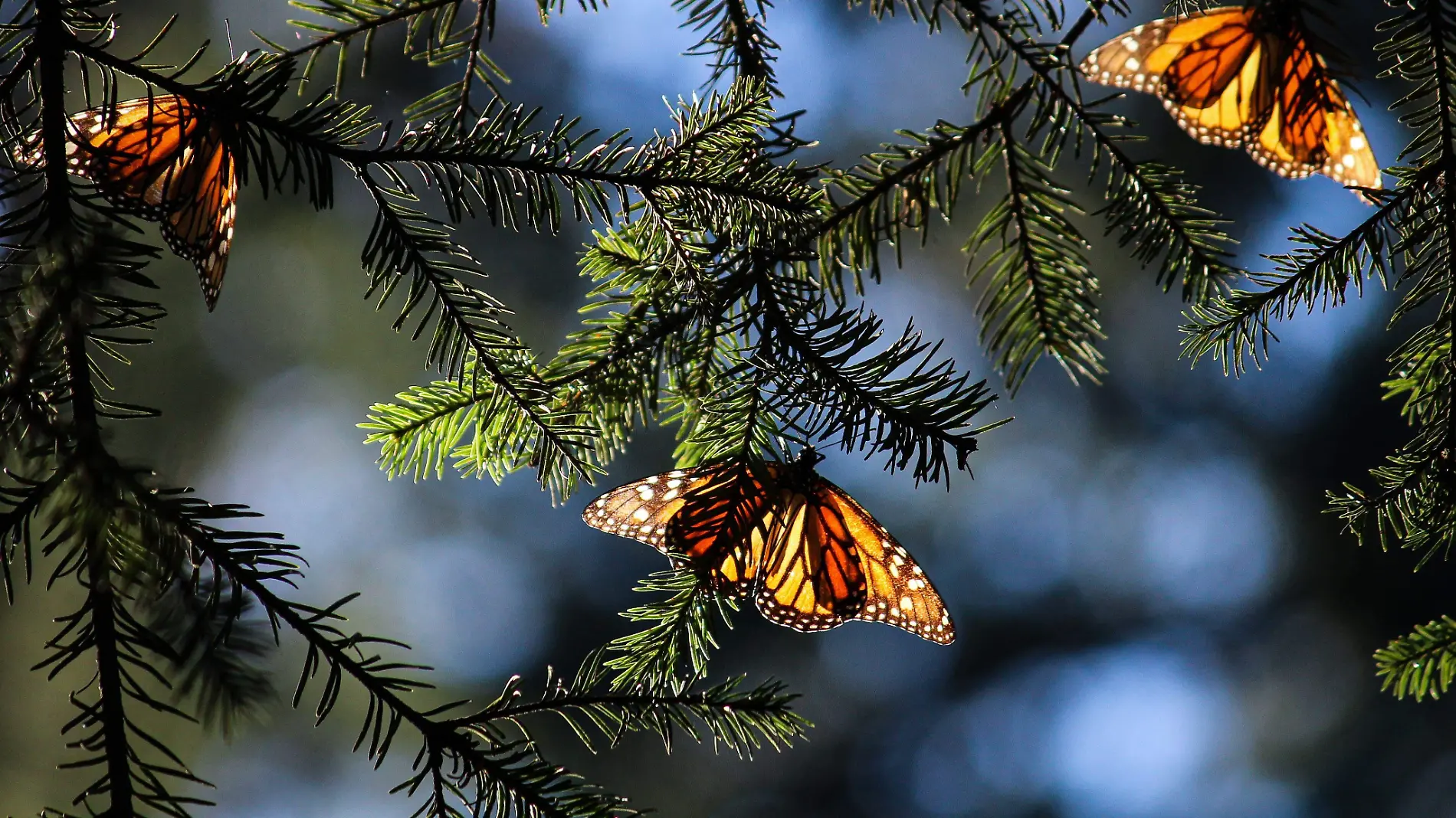 mariposa monarca atardecer javg